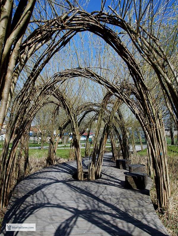 Willow Tunnels